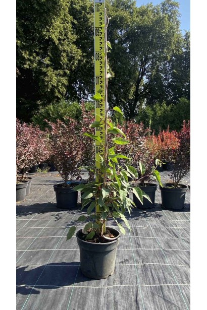 Актинідія аргута Вейк чоловіча (запилювач) - 3л/вис.80-100см/Ø20-30см